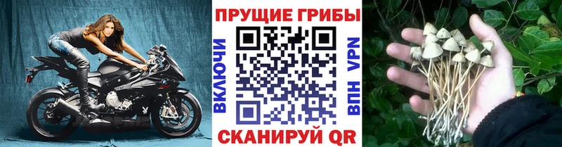 хочу Сызрань Галлюциногенные грибы Cubensis